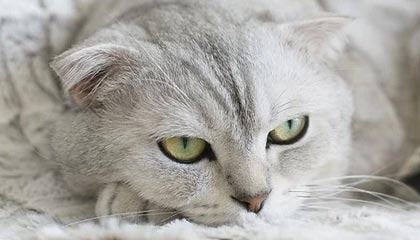 kaiyun网站-赛事转播技术升级，虚拟现实带来沉浸式体验，转播赛事可以收费吗